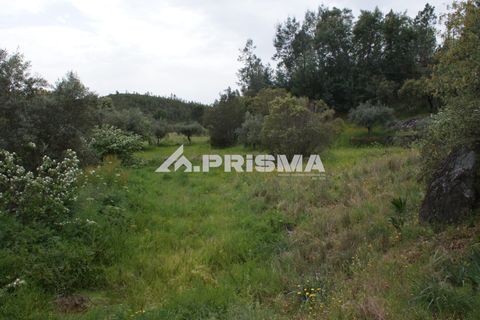 Helårsgrund i Castelo Branco, Castelo Branco, Castelo Branco - € 37.500 | Ref: PP4755 - foto 23