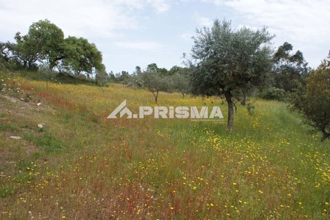 Helårsgrund i Castelo Branco, Castelo Branco, Castelo Branco - € 37.500 | Ref: PP4755 - foto 25