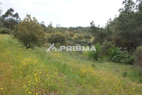 Helårsgrund i Castelo Branco, Castelo Branco, Castelo Branco - € 37.500 | Ref: PP4755 - foto 26