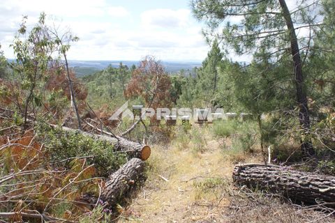 Helårsgrund i Castelo Branco, Castelo Branco, Castelo Branco - € 33.000 | Ref: PP4731 - foto 1
