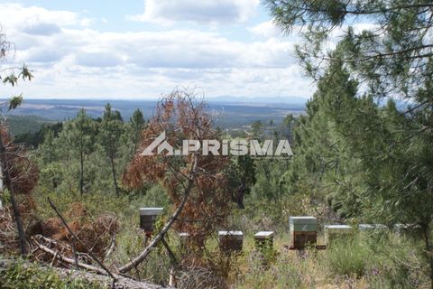 Helårsgrund i Castelo Branco, Castelo Branco, Castelo Branco - € 33.000 | Ref: PP4731 - foto 3