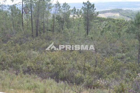 Helårsgrund i Castelo Branco, Castelo Branco, Castelo Branco - € 33.000 | Ref: PP4731 - foto 4
