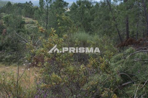 Helårsgrund i Castelo Branco, Castelo Branco, Castelo Branco - € 33.000 | Ref: PP4731 - foto 7