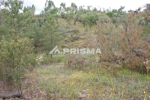 Helårsgrund i Castelo Branco, Castelo Branco, Castelo Branco - € 33.000 | Ref: PP4731 - foto 11