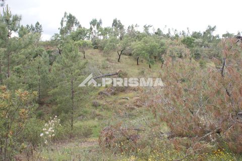 Helårsgrund i Castelo Branco, Castelo Branco, Castelo Branco - € 33.000 | Ref: PP4731 - foto 12