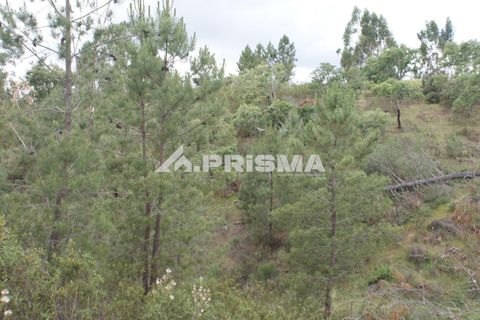 Helårsgrund i Castelo Branco, Castelo Branco, Castelo Branco - € 33.000 | Ref: PP4731 - foto 13