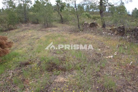 Helårsgrund i Castelo Branco, Castelo Branco, Castelo Branco - € 33.000 | Ref: PP4731 - foto 14