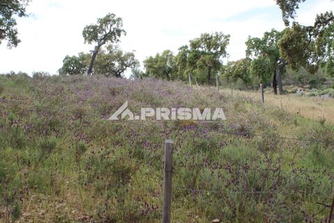 Terreno en Castelo Branco, Castelo Branco, Castelo Branco - € 33.000 | Ref: PP4731 - photo 1