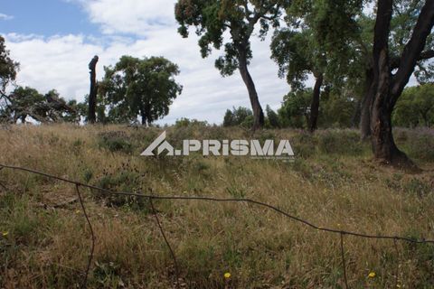 Terreno en Castelo Branco, Castelo Branco, Castelo Branco - € 33.000 | Ref: PP4731 - photo 3