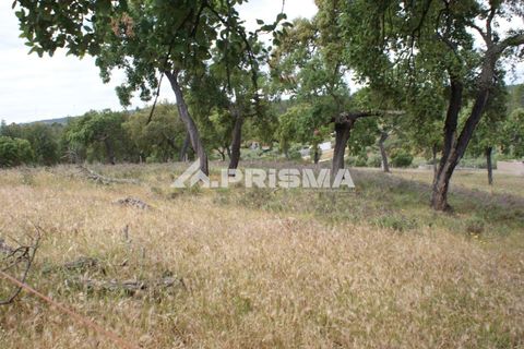 Terreno en Castelo Branco, Castelo Branco, Castelo Branco - € 33.000 | Ref: PP4731 - photo 5