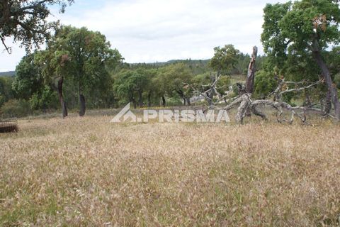 Terreno en Castelo Branco, Castelo Branco, Castelo Branco - € 33.000 | Ref: PP4731 - photo 8