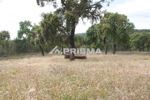Terreno en Castelo Branco, Castelo Branco, Castelo Branco - € 33.000 | Ref: PP4731 - photo 10
