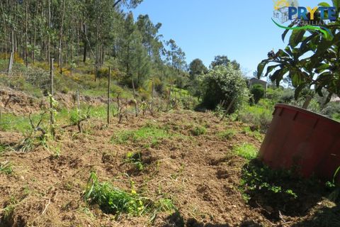 Villa i Macao, Santarem, Macao - € 189.000 | Ref: AA342 - foto 5