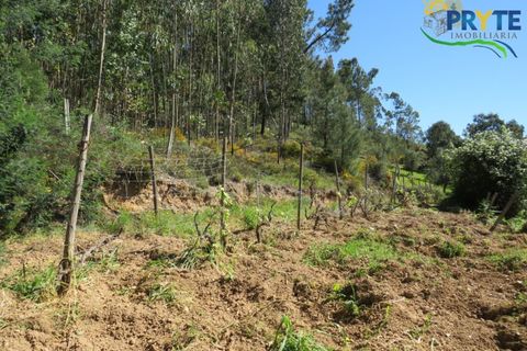 Villa i Macao, Santarem, Macao - € 189.000 | Ref: AA342 - foto 6