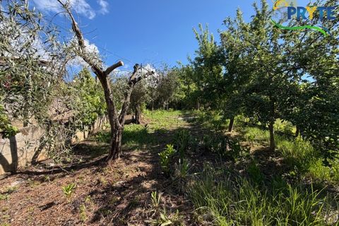 Villa a Troviscal, Castelo Branco, Troviscal - € 220.000 | Ref: MG173 - foto 47