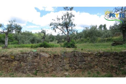 Helårsgrund i Proenca-a-Nova, Castelo Branco, Proenca-a-Nova - € 9.500 | Ref: SO25 - foto 2