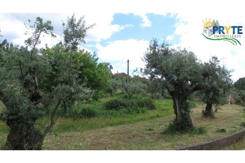 Helårsgrund i Proenca-a-Nova, Castelo Branco, Proenca-a-Nova - € 9.500 | Ref: SO25 - foto 6