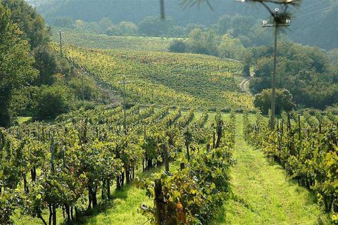 Farm hus i Rufina, Florence, Rufina - € 4.300.000 | Ref: P154-1157396 - foto 16