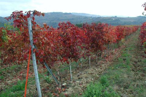 Farm hus i Certaldo, Florence, Certaldo - € 1.950.000 | Ref: P153-1157433 - foto 14