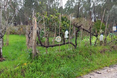 Helårsgrund i Miranda do Corvo, Coimbra, Miranda do Corvo - € 25.000 | Ref: 1TC4275 - foto 9