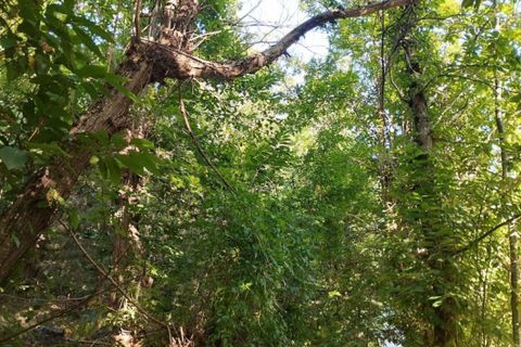 Helårsgrund i Ispagnac, Lozere, Ispagnac - € 8.600 | Ref: 191103 - foto 2