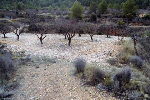 Landejendom i Monovar, Alicante, Monovar - € 78.000 | Ref: CF674 - foto 25