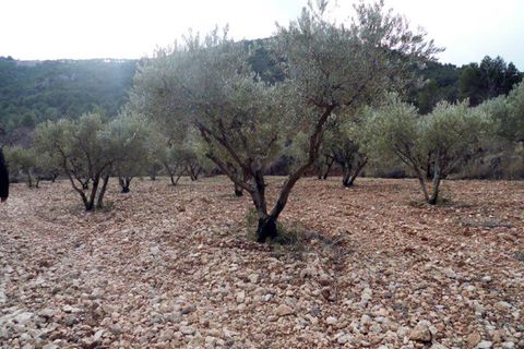 Landejendom i Monovar, Alicante, Monovar - € 78.000 | Ref: CF674 - foto 44