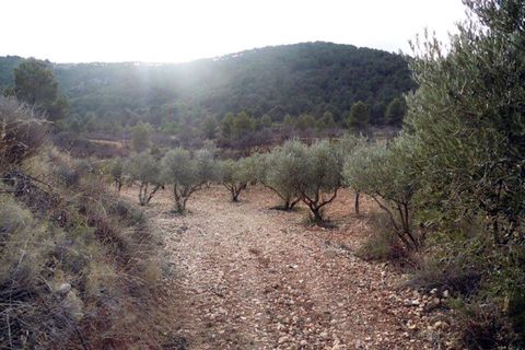 Landejendom i Monovar, Alicante, Monovar - € 78.000 | Ref: CF674 - foto 45