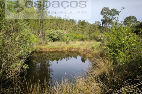 Terra a Castelo Branco, Castelo Branco, Castelo Branco - € 10.900 | Ref: 5545/EG - foto 9