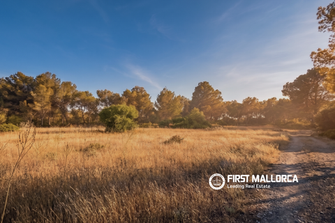 Tomt i Algaida, Mallorca, Algaida - € 298 000 | Ref: 83673 - foto 4