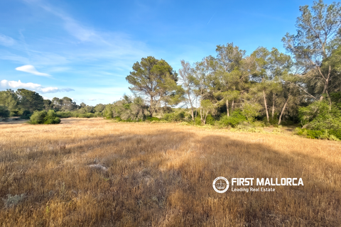 Tomt i Algaida, Mallorca, Algaida - € 298 000 | Ref: 83673 - foto 8
