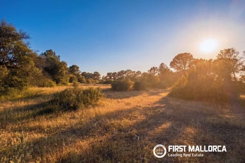 Tomt i Algaida, Mallorca, Algaida - € 298 000 | Ref: 83673 - foto 2