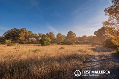 Tomt i Algaida, Mallorca, Algaida - € 298 000 | Ref: 83673 - foto 3