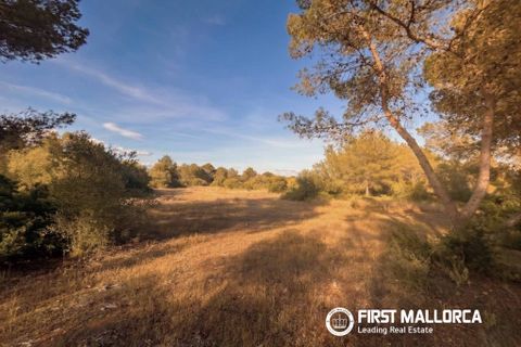 Tomt i Algaida, Mallorca, Algaida - € 298 000 | Ref: 83673 - foto 4