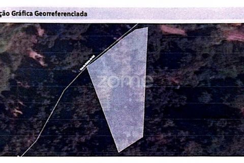 Helårsgrund i Ponte de Lima, Viana do Castelo, Ponte de Lima - € 145.500 | Ref: ZMPT588107 - foto 10