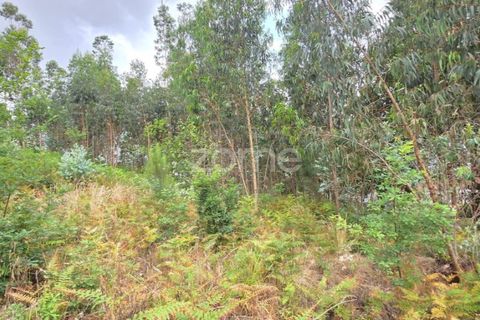 Helårsgrund i Barcelos, Braga, Barcelos - € 320.000 | Ref: ZMPT588782 - foto 12