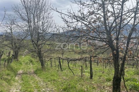 Farm i Arcos de Valdevez, Viana do Castelo, Arcos de Valdevez - € 2.500.000 | Ref: ZMPT587584 - foto 24