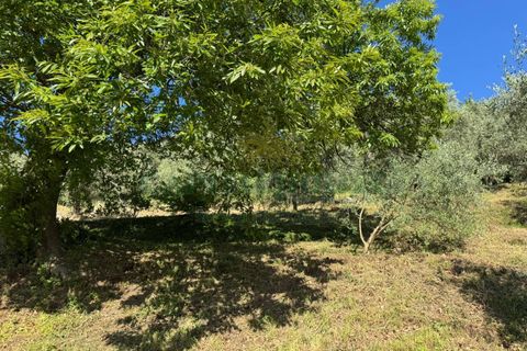 Tomt i Quadrelle, Avellino, Quadrelle - € 165 000 | Ref: 459590 - foto 15