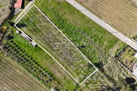 Helårsgrund i Anadia, Aveiro, Anadia - € 60.000 | Ref: ZMPT588757 - foto 7