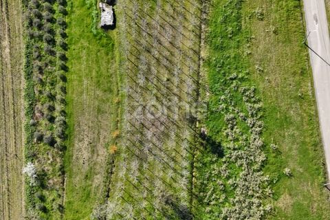 Helårsgrund i Anadia, Aveiro, Anadia - € 60.000 | Ref: ZMPT588757 - foto 13