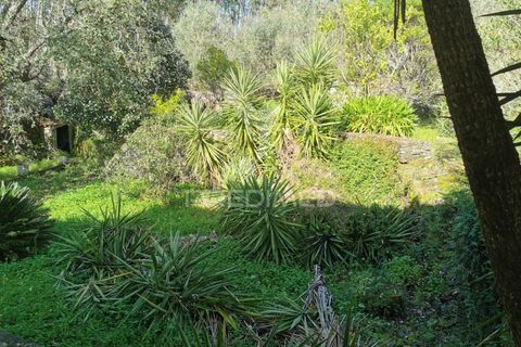 Helårsgrund i Tomar, Santarem, Tomar - € 85.000 | Ref: 060644 - foto 1