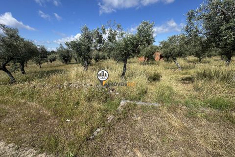 Helårsgrund i Castelo Branco, Castelo Branco, Castelo Branco - € 20.000 | Ref: 2990 - foto 2