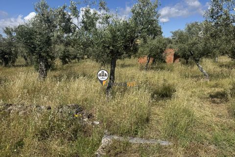 Helårsgrund i Castelo Branco, Castelo Branco, Castelo Branco - € 20.000 | Ref: 2990 - foto 4