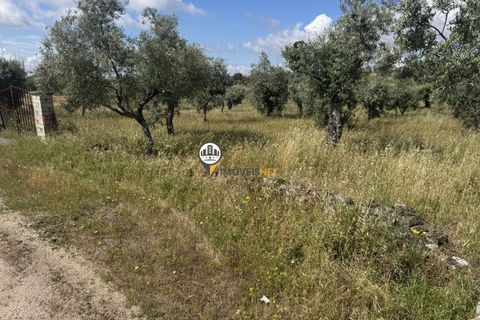 Helårsgrund i Castelo Branco, Castelo Branco, Castelo Branco - € 20.000 | Ref: 2990 - foto 6