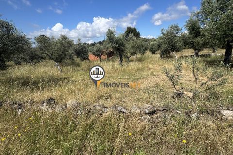Helårsgrund i Castelo Branco, Castelo Branco, Castelo Branco - € 20.000 | Ref: 2990 - foto 9