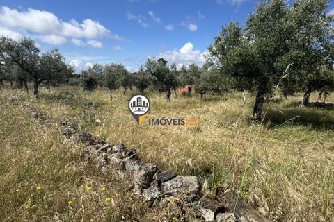 Helårsgrund i Castelo Branco, Castelo Branco, Castelo Branco - € 20.000 | Ref: 2990 - foto 12