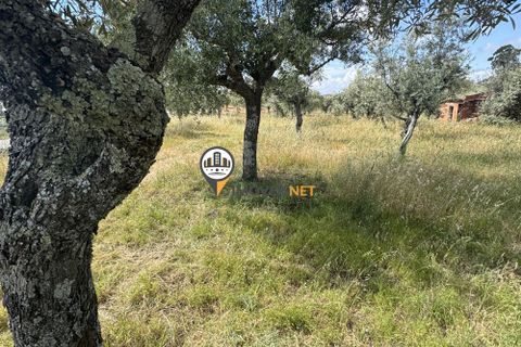 Helårsgrund i Castelo Branco, Castelo Branco, Castelo Branco - € 20.000 | Ref: 2990 - foto 17