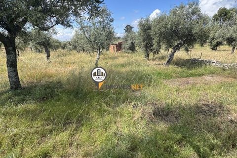 Helårsgrund i Castelo Branco, Castelo Branco, Castelo Branco - € 20.000 | Ref: 2990 - foto 18