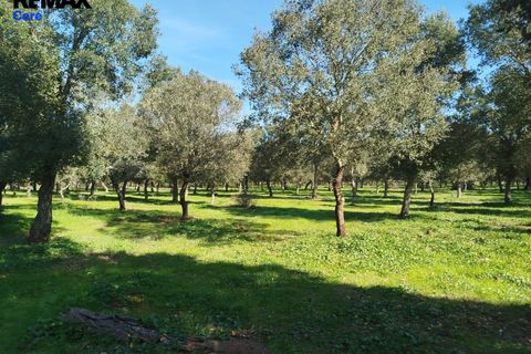 Helårsgrund i La Codosera, Badajoz, La Codosera - € 810.000 | Ref: 2026-127/12527 - foto 3