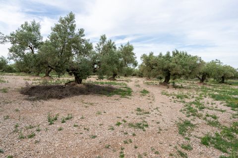 Finca i Ulldecona, Tarragona, Ulldecona - € 16.500 | Ref: 366 - foto 3